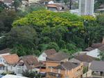 rvore que aflora em novembro d mais cor  vegetao da cidade