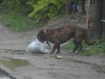 Enquanto o Centro de Zoonoses de Blumenau no sai do papel, ces esperam por quem os acolha