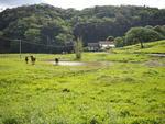 Num terreno extenso, animais vivem com tranquilidade no interior de Pomerode