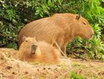 Cresce populao de Capivaras na cidade e especialista diz que vinda do animal pra regio  um mistrio