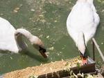Animais do Parque Beto Carrero, cisne