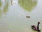 Animais do Parque Beto Carrero