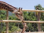 Parque Beto Carrero registra nascimento de girafa e tamandu-mirim