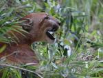 Dezembro: Pesquisadores capturam puma na Mata Atlntica em Indaial. Ona-parda recebe uma coleira magntica e ser monitorada via satlite no Parque Nacional da Serra do Itaja