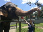 Viver em Pomerode  orgulhar-se do zoo. O tratador de animais, Pedro Donato, sente um carinho especial pela elefanta Kenya que alimenta todos os dias.