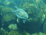 Descobertas e sentimentos do mergulho no fundo do mar fazem parte da programao de vero em Santa Catarina 