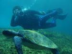 Descobertas e sentimentos do mergulho no fundo do mar fazem parte da programao de vero em Santa Catarina 