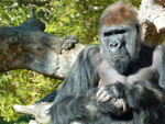 O mal humorado gorila mais velho do San Diego Zoo