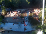 #tripkzukastb no San Diego Zoo. Na entrada, j rola de cara a gritaria dos Flamingos