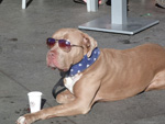 Tranquilidade do dog curtindo o sol em Los Angeles