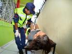 Quinta-feira: Adolescente desmaia na fila do Instituto Geral de Percias (IGP) de Itaja, durante a espera para a retirada de senhas para fazer a carteira de identidade