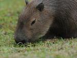 Capivara