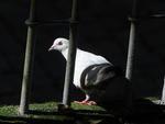 Pombo