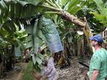 Colheita de banana em Luis Alves