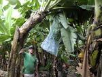 Colheita de banana em Luis Alves