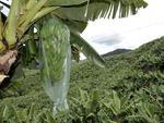 Colheita de banana em Luis Alves