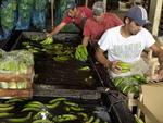 Colheita de banana em Luis Alves