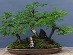 A Pithecolobium Tortum, planta originria do Nordeste,  uma das preferidas da colecionadora