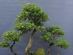 A Serissa Chinesa, no estilo floresta, tem 15 anos