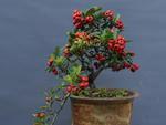 A Pyracantha, cheia de pequenos frutos, tem oito anos