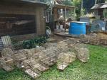 Quinta-feira: Polcia Militar apreende 48 aves silvestres em Timb. Os animais estavam no terreno de uma casa sem condies de higiene e com pouca alimentao