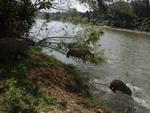 O reprter fotogrfico Gilmar de Souza flagrou trs capivaras entrando no Itaja-Au para um banho de rio na manh de quinta-feira