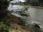 O reprter fotogrfico Gilmar de Souza flagrou trs capivaras entrando no Itaja-Au para um banho de rio na manh de quinta-feira