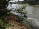 O reprter fotogrfico Gilmar de Souza flagrou trs capivaras entrando no Itaja-Au para um banho de rio na manh de quinta-feira