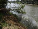 O reprter fotogrfico Gilmar de Souza flagrou trs capivaras entrando no Itaja-Au para um banho de rio na manh de quinta-feira