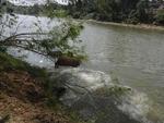 O reprter fotogrfico Gilmar de Souza flagrou trs capivaras entrando no Itaja-Au para um banho de rio na manh de quinta-feira