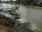 O reprter fotogrfico Gilmar de Souza flagrou trs capivaras entrando no Itaja-Au para um banho de rio na manh de quinta-feira