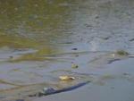 Animais foram encontrados na manh desta quinta-feira 