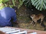 Resgate foi feito na manh desta segunda-feira, na Rua Francisco Vahldieck, no Bairro Fortaleza. No se sabe se a cachorrinha caiu ou se foi abandonada prximo ao crrego