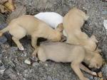 Moradora da Rua 1 de Janeiro encontrou quatro cachorros no terreno ao lado da casa dela na manh desta tera-feira