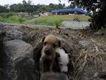 Moradora da Rua 1 de Janeiro encontrou quatro cachorros no terreno ao lado da casa dela na manh desta tera-feira