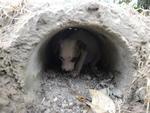 Moradora da Rua 1 de Janeiro encontrou quatro cachorros no terreno ao lado da casa dela na manh desta tera-feira