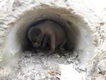 Moradora da Rua 1 de Janeiro encontrou quatro cachorros no terreno ao lado da casa dela na manh desta tera-feira