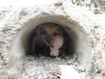 Moradora da Rua 1 de Janeiro encontrou quatro cachorros no terreno ao lado da casa dela na manh desta tera-feira