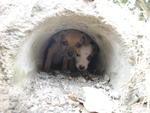 Moradora da Rua 1 de Janeiro encontrou quatro cachorros no terreno ao lado da casa dela na manh desta tera-feira