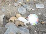 Moradora da Rua 1 de Janeiro encontrou quatro cachorros no terreno ao lado da casa dela na manh desta tera-feira
