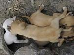 Moradora da Rua 1 de Janeiro encontrou quatro cachorros no terreno ao lado da casa dela na manh desta tera-feira