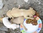 Moradora da Rua 1 de Janeiro encontrou quatro cachorros no terreno ao lado da casa dela na manh desta tera-feira