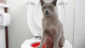 (Divulga��o/LitterKwitter)