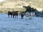 Em So Joaquim a temperatura atingiu -4,5C