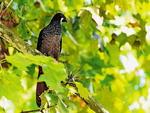 Aracu (Ortalis guttata) -  a ave smbolo de Blumenau. Tem o porte de uma galinha, chegando a medir 50 centmetros, e possui colorao parda, mesclando com as penas acinzentadas do ventre e avermelhadas da garganta. Varia o cardpio entre frutas, insetos e sementes. Alm do Brasil, pode ser encontrada nas Bolvia, Colmbia, Equador e Peru