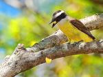 Bem-te-vi (Pitangus sulphuratus) -  a ave smbolo de Timb. Apesar de ser uma ave tpica da Amrica Latina, tambm pode ser encontrada no sul do Texas e na ilha de Trinidad. No tem uma dieta especfica, come de tudo, mas prefere insetos. Mede entre 20 e 25 centmetros e pode pesar 60 gramas. Constroem ninhos em todo lugar e no h distino entre macho ou fmea