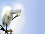 Gara-branca-pequena (Egretta thula) - dieta composta por peixes, insetos, larvas, caranguejos, anfbios e pequenos rpteis. Vivem em bandos ou colnias. Se renem para dormir e construir ninhos. Para abrigar os ovos, so feitas plataformas de galhos secos sobre rvores, geralmente prxima a gua. Mede de 51 a 61 centmetros de comprimento. So encontradas em toda a Amrica do Sul, sul dos Estados Unidos e tambm nas Antilhas
