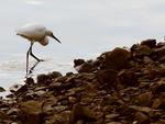 Gara-branca-pequena (Egretta thula) - dieta composta por peixes, insetos, larvas, caranguejos, anfbios e pequenos rpteis. Vivem em bandos ou colnias. Se renem para dormir e construir ninhos. Para abrigar os ovos, so feitas plataformas de galhos secos sobre rvores, geralmente prxima a gua. Mede de 51 a 61 centmetros de comprimento. So encontradas em toda a Amrica do Sul, sul dos Estados Unidos e tambm nas Antilhas