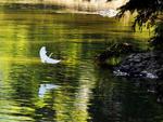 Gara-branca-pequena (Egretta thula) - dieta composta por peixes, insetos, larvas, caranguejos, anfbios e pequenos rpteis. Vivem em bandos ou colnias. Se renem para dormir e construir ninhos. Para abrigar os ovos, so feitas plataformas de galhos secos sobre rvores, geralmente prxima a gua. Mede de 51 a 61 centmetros de comprimento. So encontradas em toda a Amrica do Sul, sul dos Estados Unidos e tambm nas Antilhas