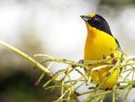 Gaturamo-verdadeiro (Euphonia violacae) -  a ave smbolo de Gaspar. A fmea da espcie tem colorao verde. Vivem em florestas e quintais. Atingem a maturidade sexual aos 12 meses, sendo que cada fmea coloca uma mdia de quatro ovos brancos. O perodo de choca dura 15 dias e  feito unicamente pela fmea. Mede entre 11 e 12 centmetros e pesam cerca de 15 gramas.  comum na Amaznia, no Nordeste e no Rio Grande do Sul. Encontrado tambm nas Guianas, Venezuela, Paraguai e Argentina